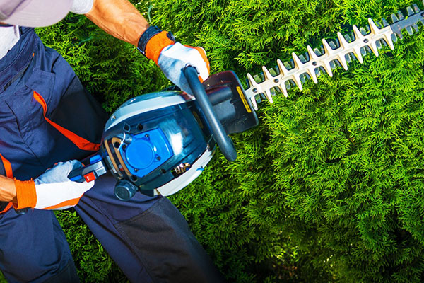 Tree Trimming